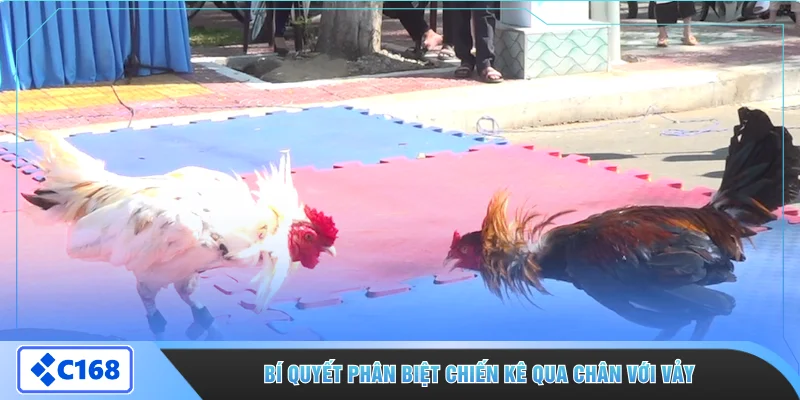 Bí quyết phân biệt chiến kê qua chân với vảy