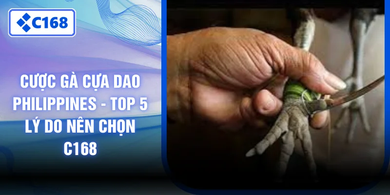 Cược Gà Cựa Dao Philippines - Top 5 Lý Do Nên Chọn C168